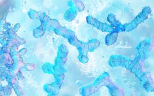 Bifidobacterium longum