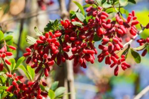 berberina evidenze scientifiche