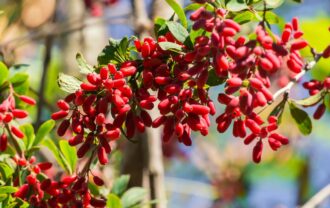 berberina evidenze scientifiche