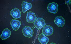 cellule invecchiamento ai