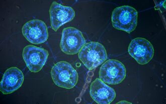 cellule invecchiamento ai