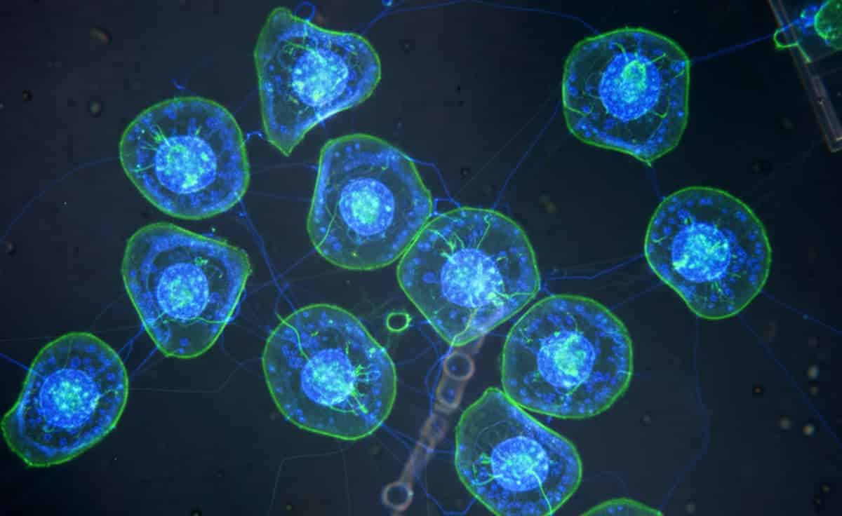 cellule invecchiamento ai