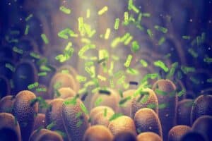 prebiotici microbioma