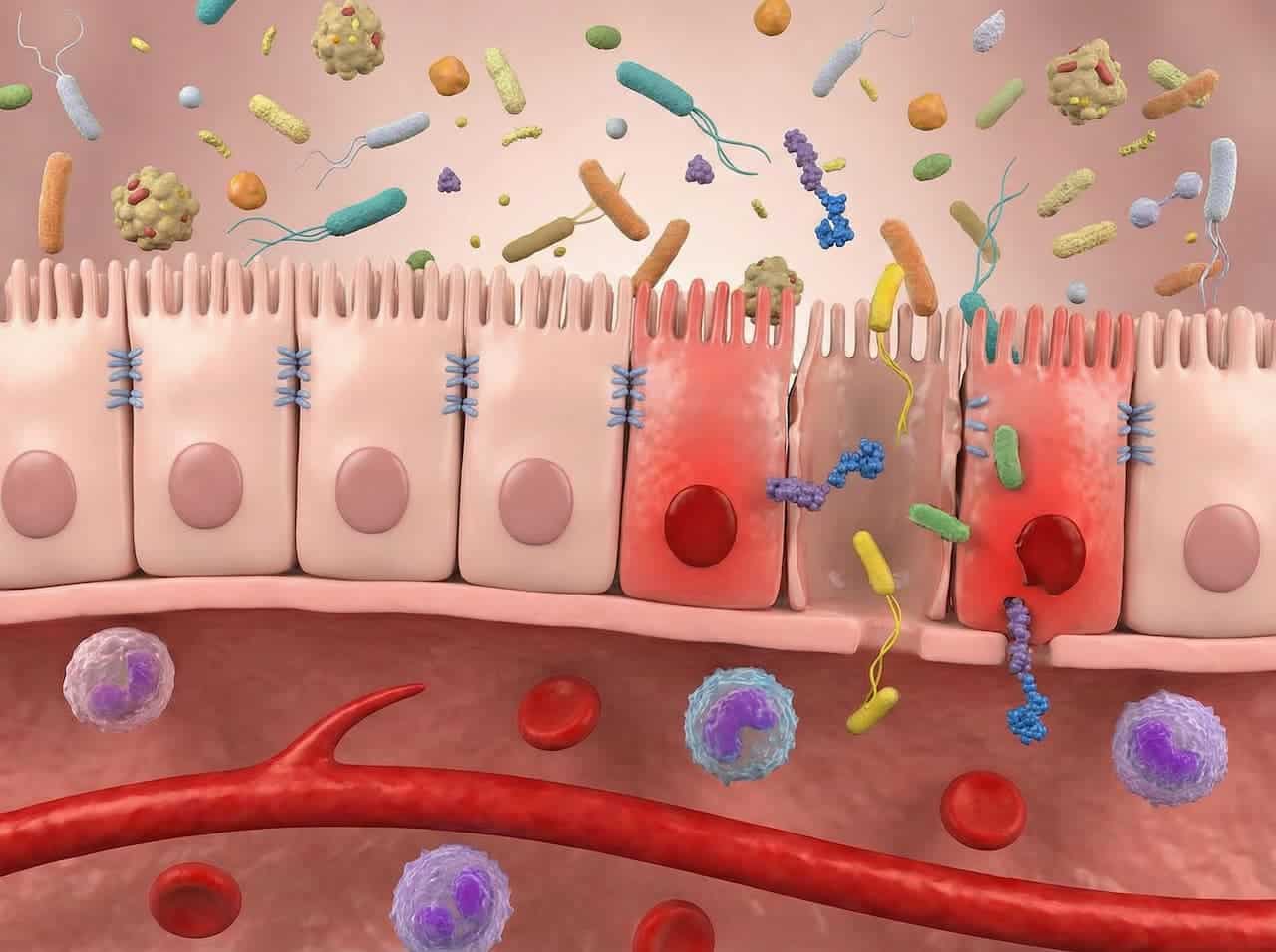 permeabilita intestinale integratori naturali