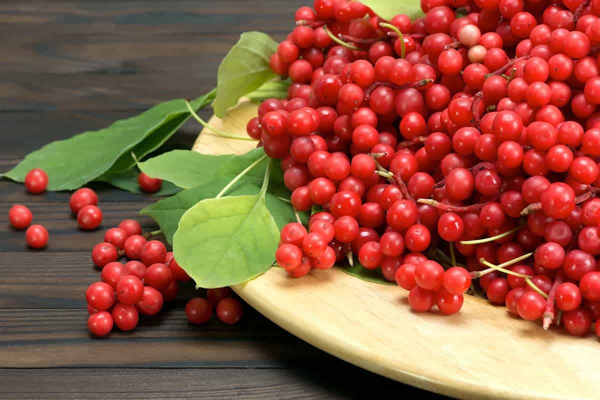 schisandra evidenze