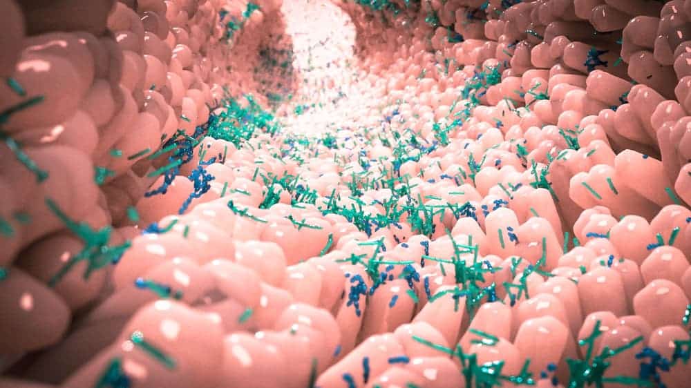 asse intestino pelle